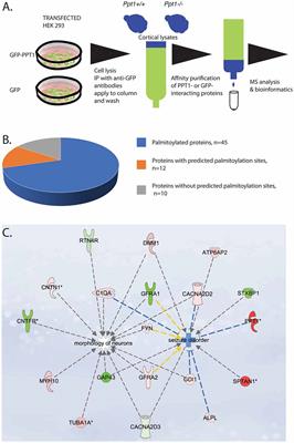 The Interactome of Palmitoyl-Protein Thioesterase 1 (PPT1) Affects Neuronal Morphology and Function